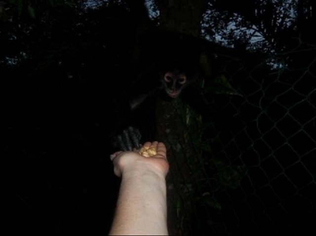 Dando de comer a los monos